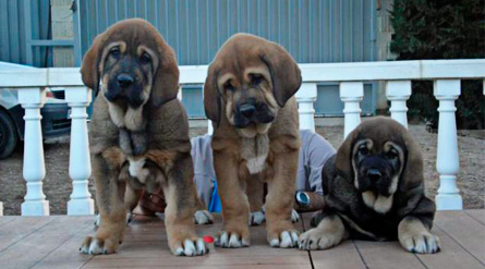 Cachorras de Viejo Paramo